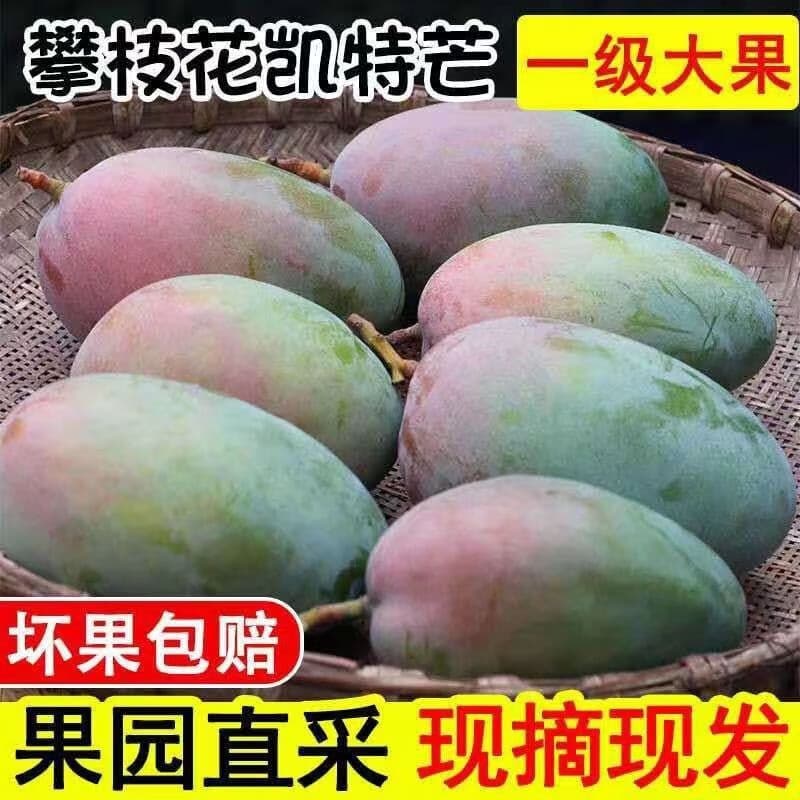 集南鲜 凯特芒果 四川攀枝花芒果当季大青皮黄皮大芒果新鲜水果整箱 含箱5斤  单果400g起  净重4.5斤