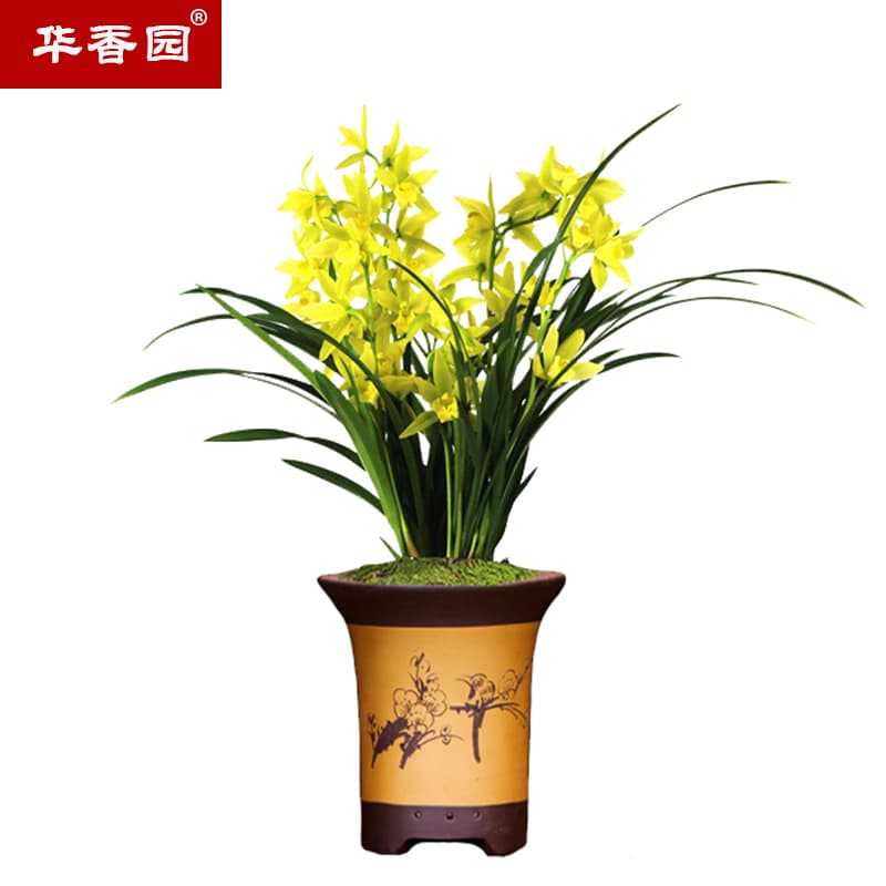 华香园兰花【黄金美人】四季建兰黄花浓幽香办公室内盆栽鲜花耐阴绿植 黄金美人6苗不带花苞裸根不带盆